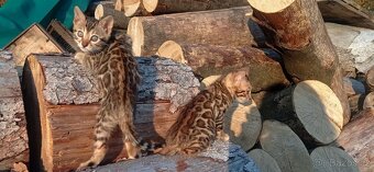 Kočka bengálská - 11