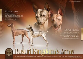 Americký bezsrstý teriér - 11