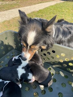 Štěňátko-Border colie Trikolor - 11