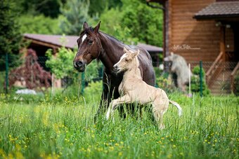 Pripúšťanie QH Palomino  -reining - 11