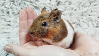 Morče, Morčata, Morčátko, Morčátka - JACOB A JAMES - 11