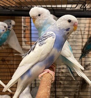 Prodám Andulky modrobílé - 11