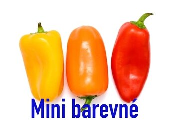 Sazenice paprik - 11