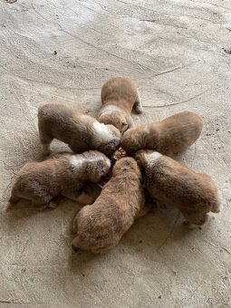 Šteňátka Akita Inu - 11