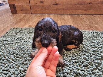 Jezevčík drsnosrstý standard POSLEDNÍ VOLNÁ FENKA - 11