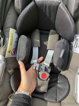 Koarek  3v1-  inglesina ptia , vajico - 11