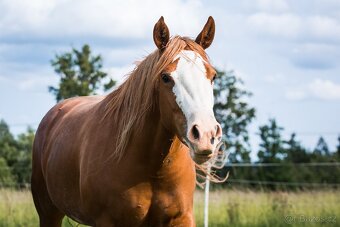 AQH/APH sorrel overo klisna - 11