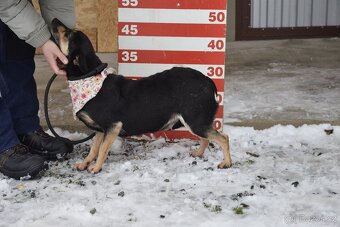 Timea hledá domov - 11
