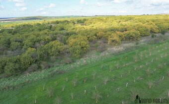 Prodej sadu, 22 292  m2 , Hustopeče u Brna - 11