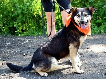 ELVIRA K ADOPCI - 2 ROKY, MILÁ, PŘÁTELSKÁ,KONTAKTNÍ - 11