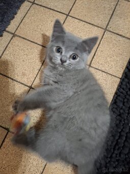 Britská modrá koťátka - 11