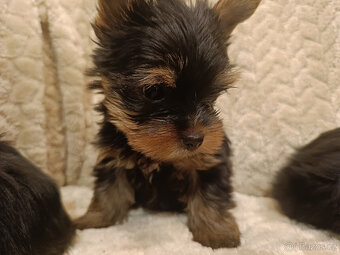 York Yorkšírský teriér úžasná štěňátka Podívejte se na video - 11