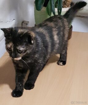 Darujeme koťátka - 11