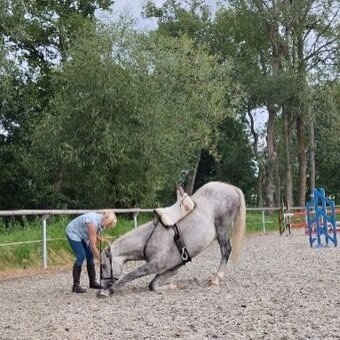 Lusitano valach - 5 r. - 11