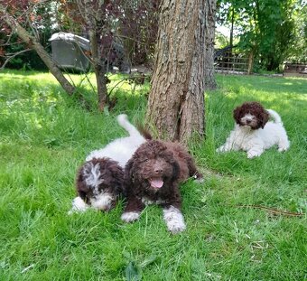 Lagotto romagnolo ( italský vodní pes) - 11