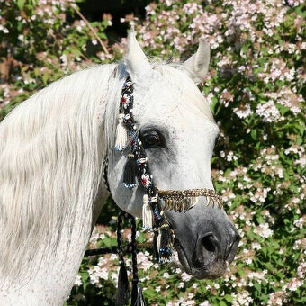 Připouštění čistým arabským hřebcem - 11