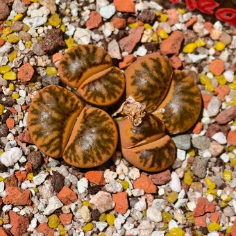Lithops - Conophytum - 11