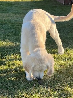 Kluk zlatého retrívra - 11