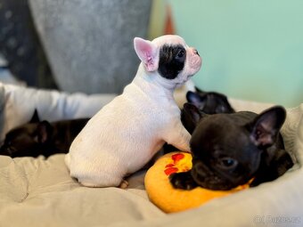 Francouzský buldoček – štěňátka - 11