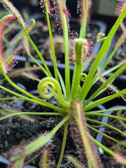 Rosnatka kapská, Drosera capensis - 11