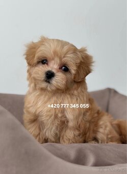 Maltipoo F1 caramel 3 měsíce 1500€‼️ Momi - 11