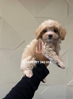 Maltipoo F1 fenka Kamila - 11