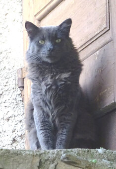 NABÍZÍM KŘÍŽENOU MODROU KOČIČKU (MAINSKÁ x SIBIŘSKÁ) - 11