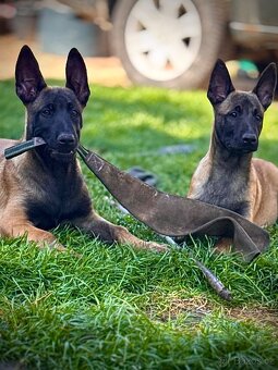 BELGICKÝ OVČÁK MALINOIS - ŠTĚŇATA - 11