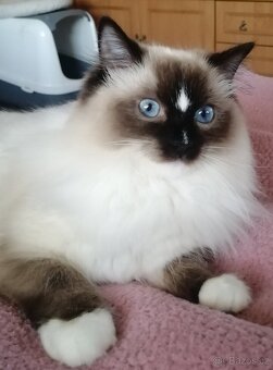 Ragdoll bez PP - 11