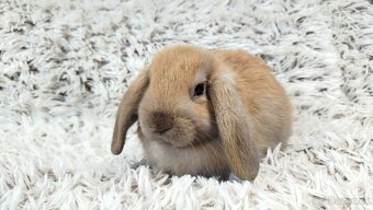 Zakrslý beránek, králíček, králík - JIJI - 11