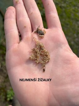 Kalifornské a Hnojní Žížaly - 11