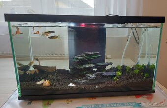Akvarium s rybami - 11