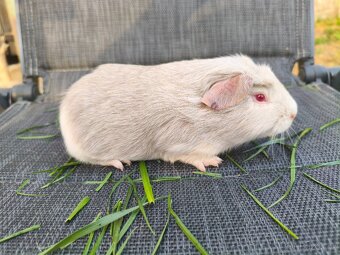 Cuy morčata - 11