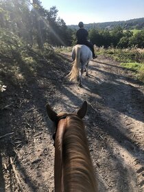 Obsedání koní - 11