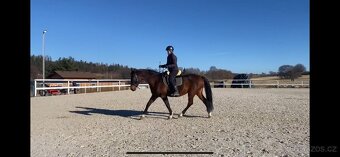 Pronájem - 11