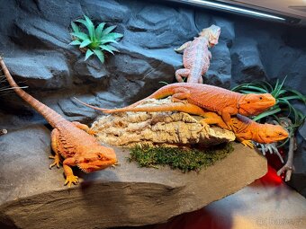 Agama vousatá samičky - 11