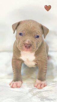 American Bully XL (reg. ABKC) Modrá a Šampaň štěňátka - 11