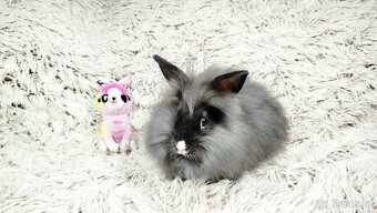 Zakrslý králík, králíček - HOLLY - 11