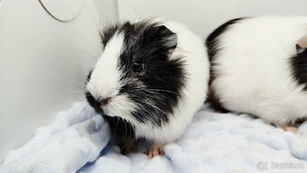 Zakrslý beránek, králíček,6- BARČA A BOBINKA - 11