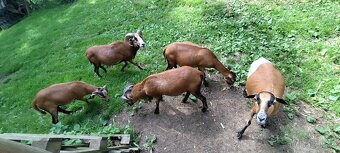 Beránek, beran kamerunský, ovce kamerunská - 11