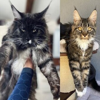 Mainská mývalí kočka- koťata/ Maine coon - 11