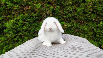 Zakrslý beránek, králíček, králík - TYMIÁN - 11