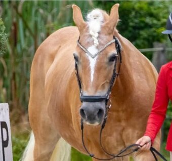 Klisna hafling - pony B do sportu - 11