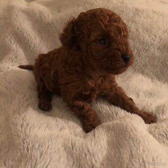 Toy pudl štěňátko s PP - 11