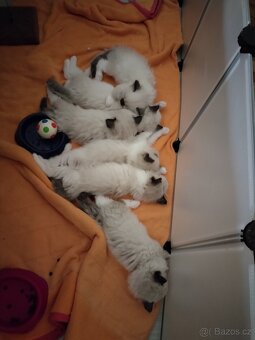 Koťátka s PP plemena Ragdoll - 11