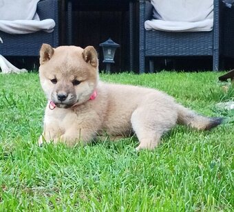 Shiba inu šteniatka - 11