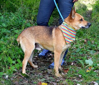 INKY K ADOOPCI - 2 ROKU,PŘÁTELSKÝ, KAMARÁD,VHODNÝ K SENIORŮM - 11