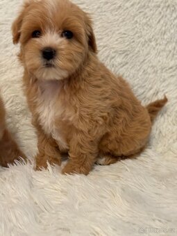 Maltipoo - 11