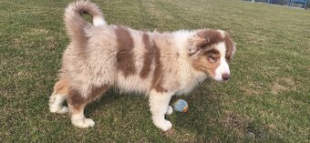 Australský ovčák s PP - 11