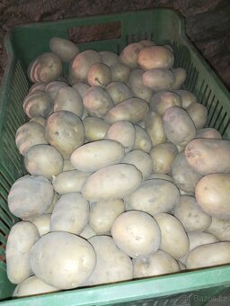 Vlašské ořechy papiraky prosušené, brambory,jablka - 11